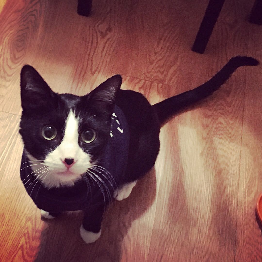 The Times Cutest Pets of Winter 2018
